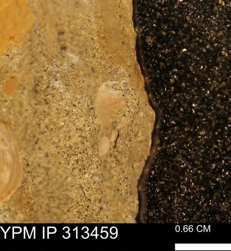 undet. Mollusca