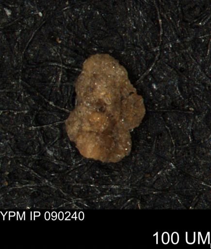 Verneuilina canadensis