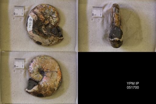Hoploscaphites nicolletii