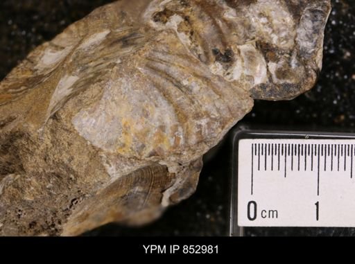 Inoceramus sp.