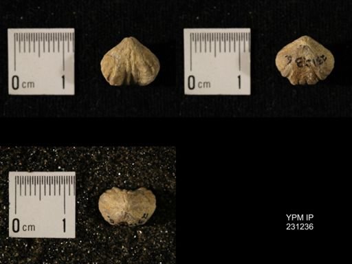 Wellerella osagensis