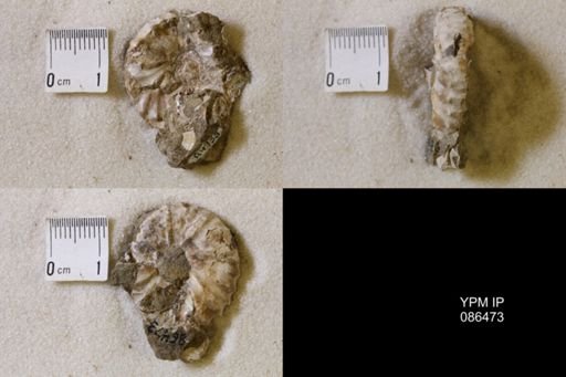 undet. Scaphitidae