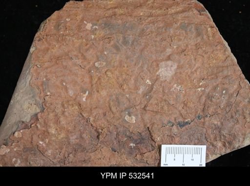 Aegirocassis?