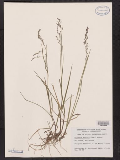 Glyceria striata