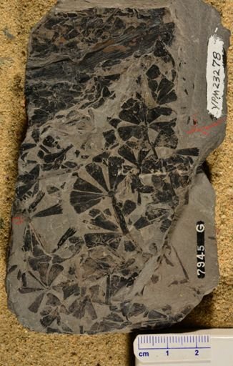 Sphenophyllum emarginatum