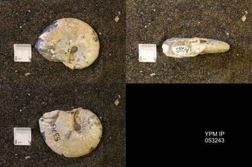 Discoscaphites conradi