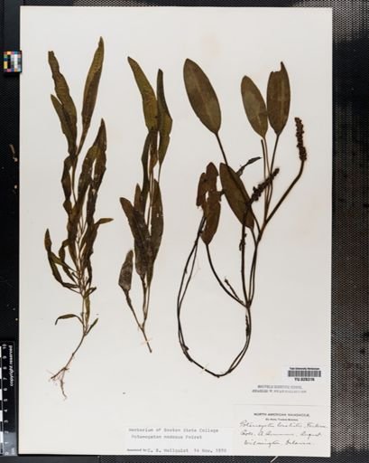 Potamogeton nodosus