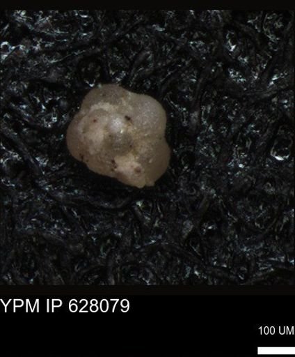 undet. Foraminiferida