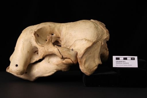 Odobenus rosmarus