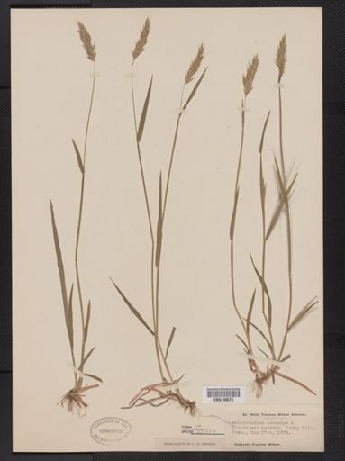 Anthoxanthum odoratum