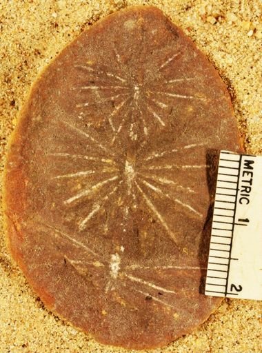 Annularia