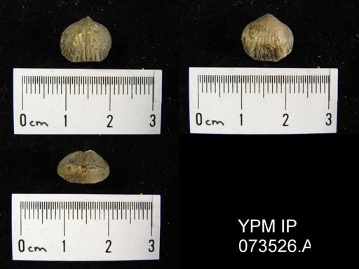 Camarotoechia perryvillensis
