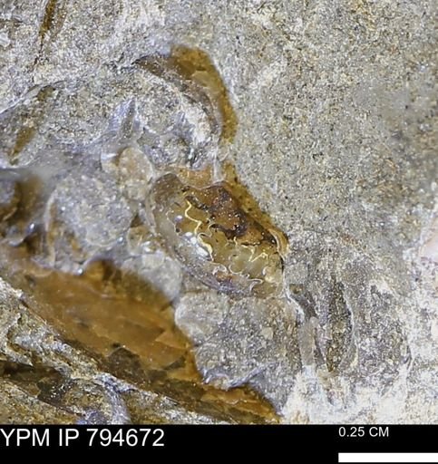 undet. Scaphitidae