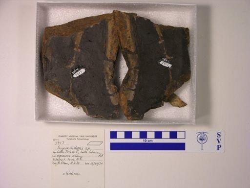 Diplurus cf. newarki