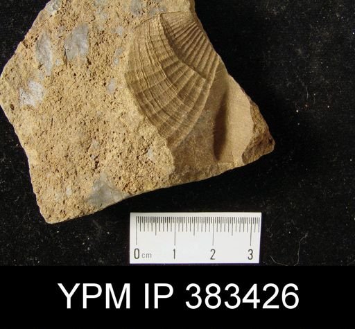 Spinocyrtia sp.