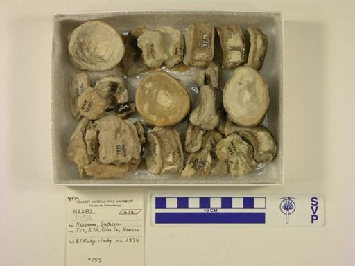 undet. Actinopterygii