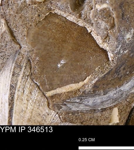 Gastropoda?