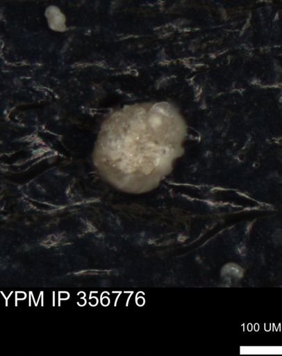 undet. Foraminiferida
