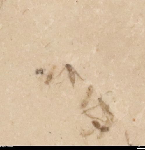 undet. Insecta