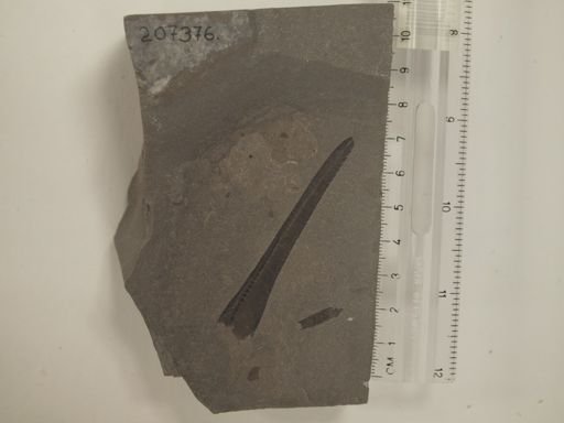 Eurypterus sp.