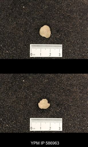 Rhynchotrema capax