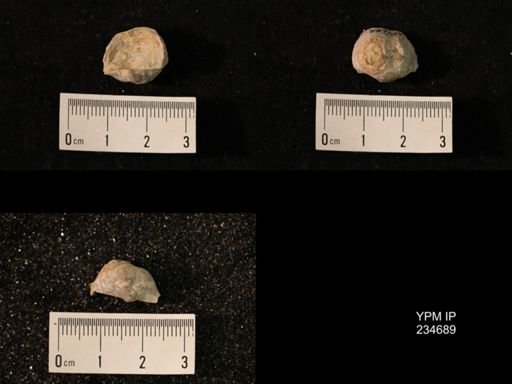 Marginifera splendens