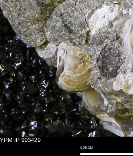 Corbulamella sp.