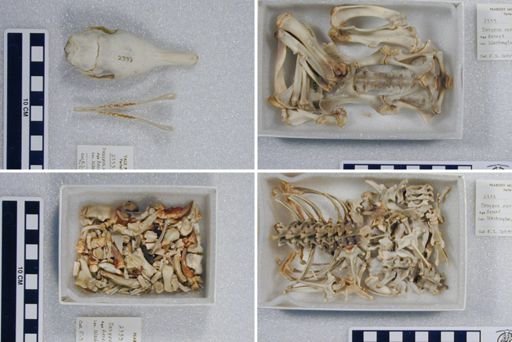 Dasypus novemcinctus