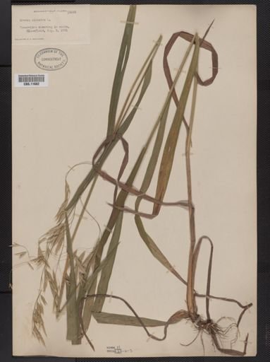 Bromus ciliatus