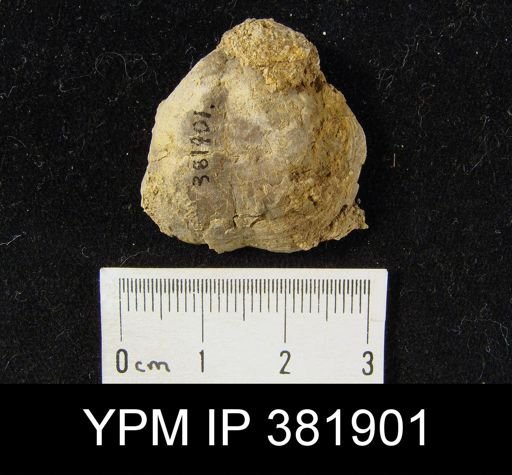 Orthotichia schuchertensis