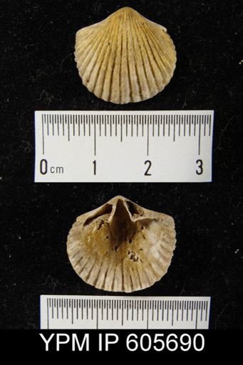 Hesperorthis tricenaria