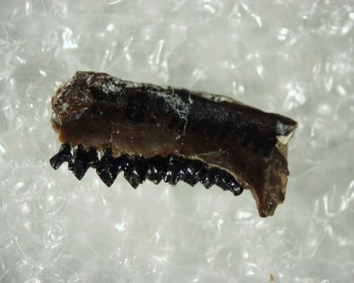 Teilhardina