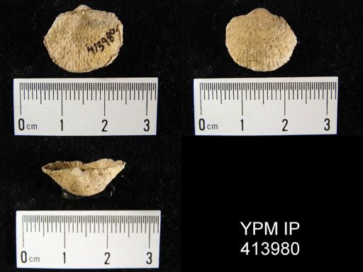 Productella sp.