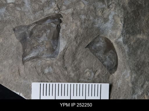 Eurypterus sp.