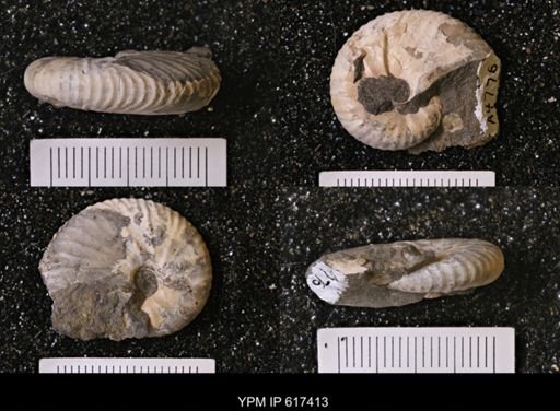 Hoploscaphites sp.