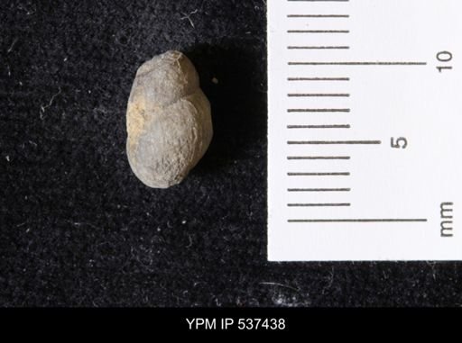 Goniobasis ortmanni