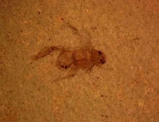 Orthoptera?