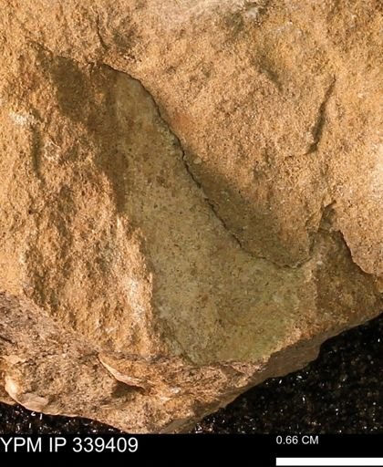 undet. Mollusca