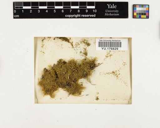 Plantae