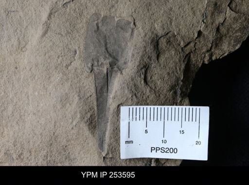 Eurypterus remipes