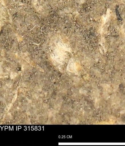 undet. Mollusca