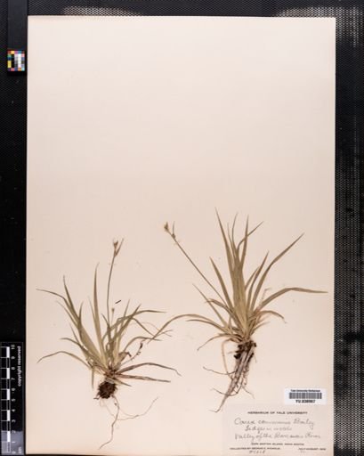 Carex communis