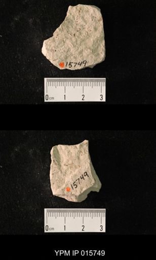 Pycnoblattina
