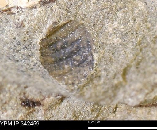 undet. Mollusca