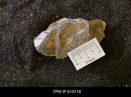 undet. Bivalvia