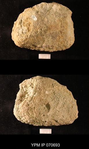 Favosites? louisvillensis