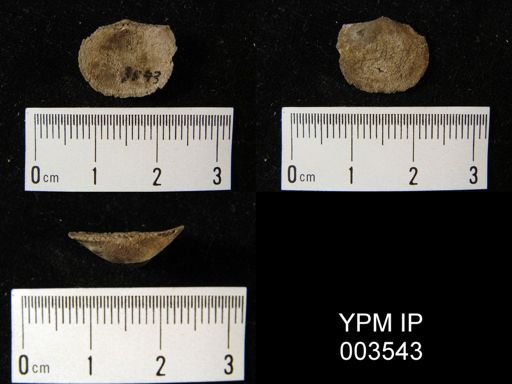 Chonetes variolata