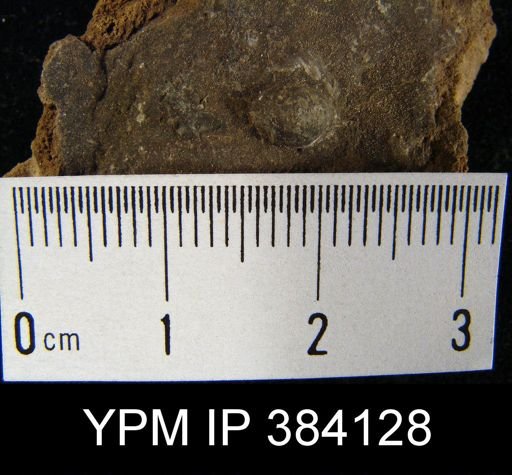 Anoplia nucleata