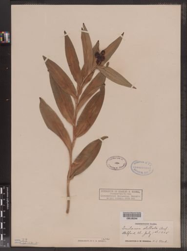 Maianthemum