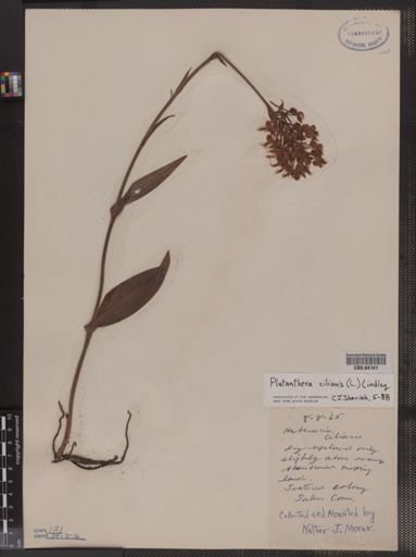 Habenaria ciliaris